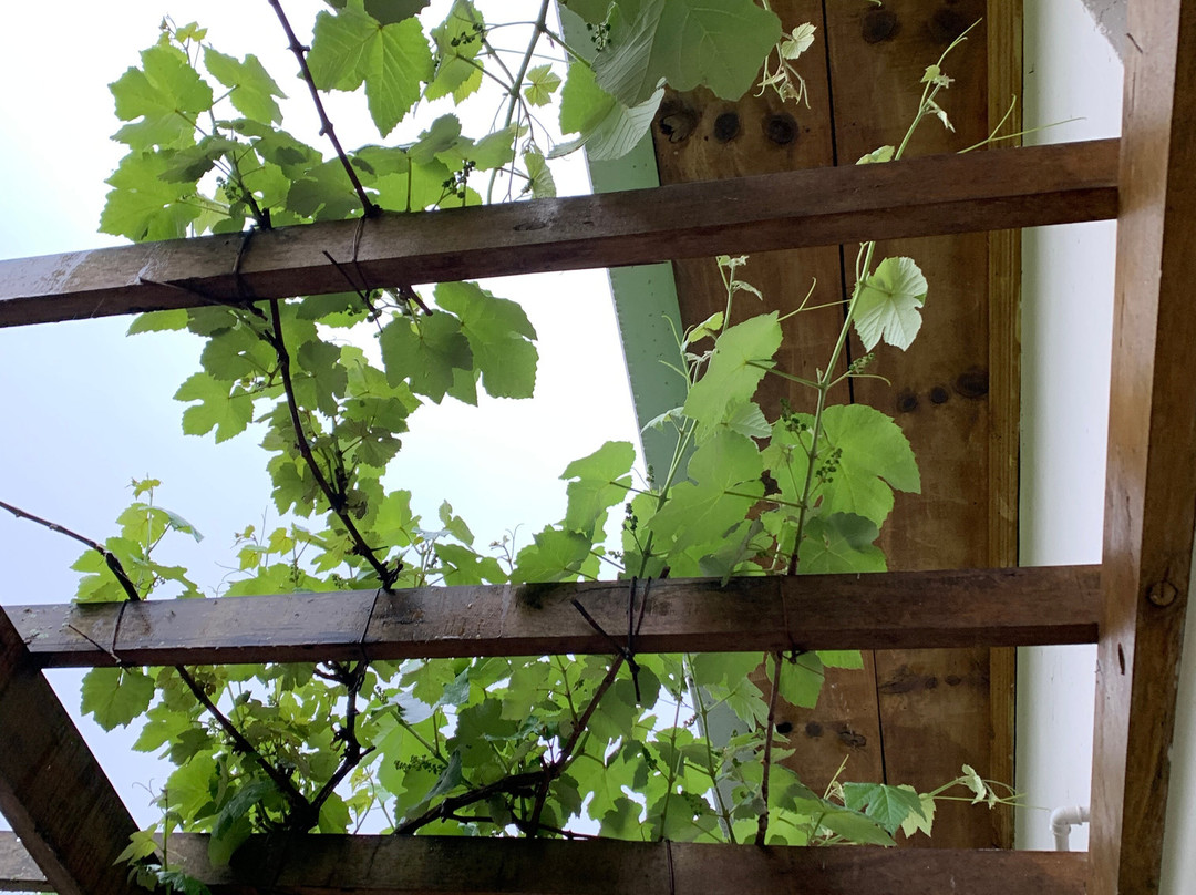 Cave Antiga-Farroupilha必去景点