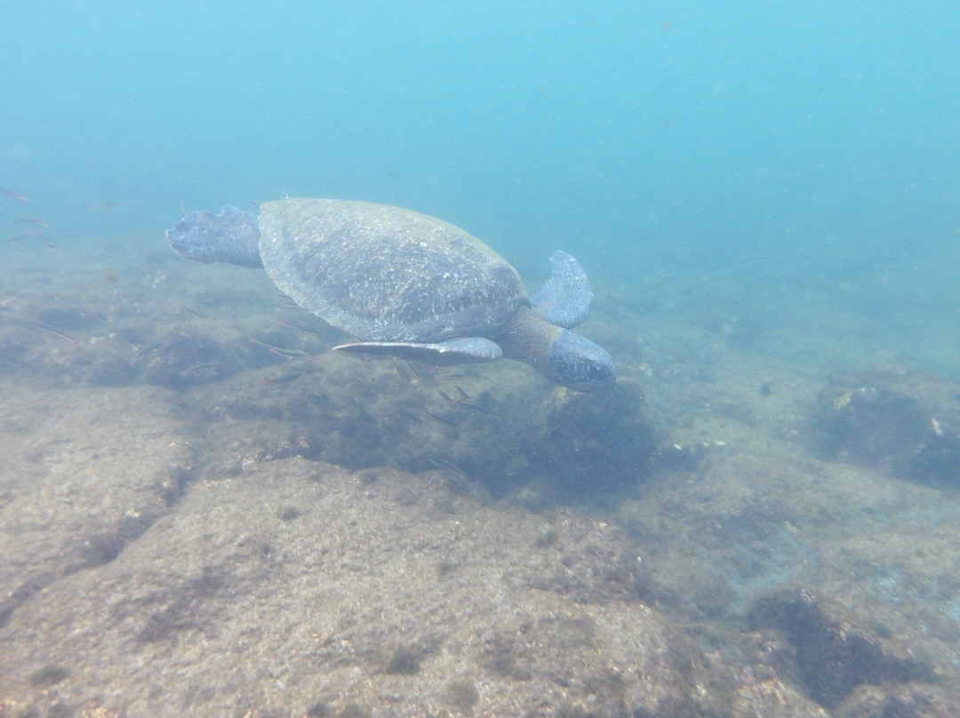 Los Tuneles-维里亚米尔港必去景点
