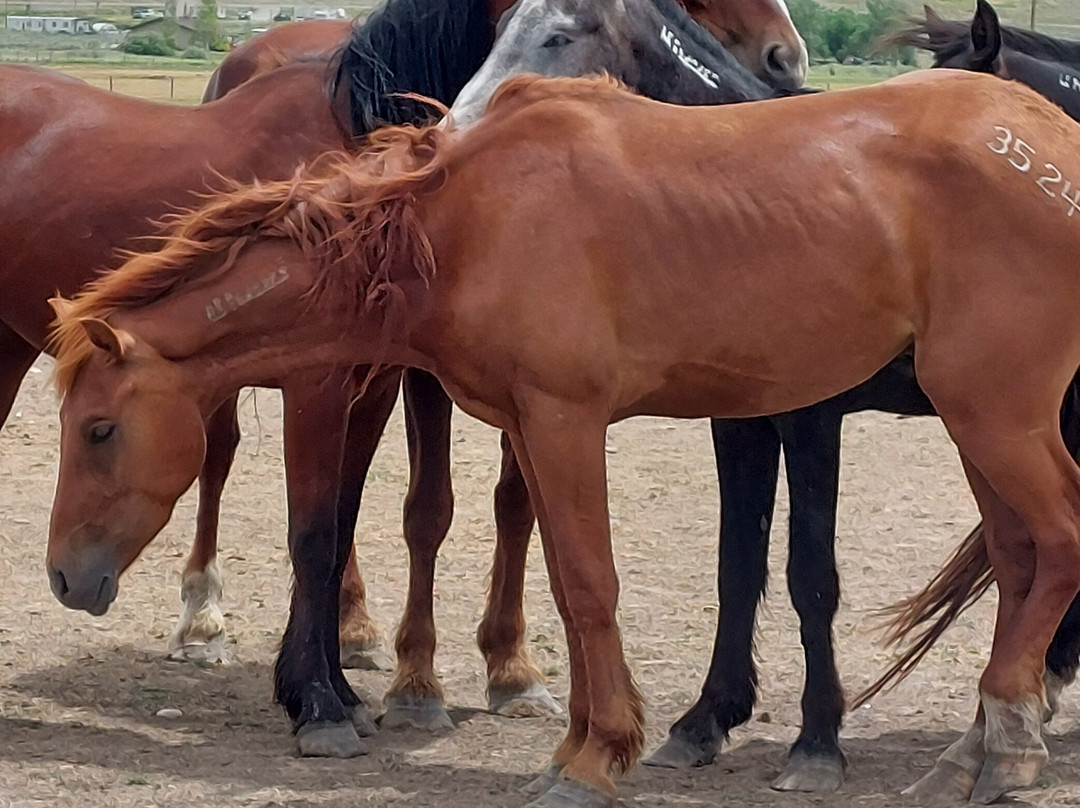 Wind River Wild Horse Sanctuary-兰德尔必去景点