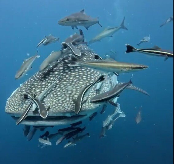 Coral Grand Divers-涛岛必去景点