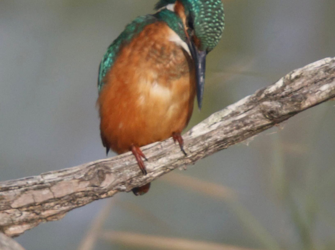 Strumpshaw Fen-Strumpshaw必去景点