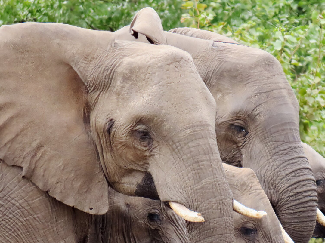 Bearded Heron Safaris-司库库札必去景点