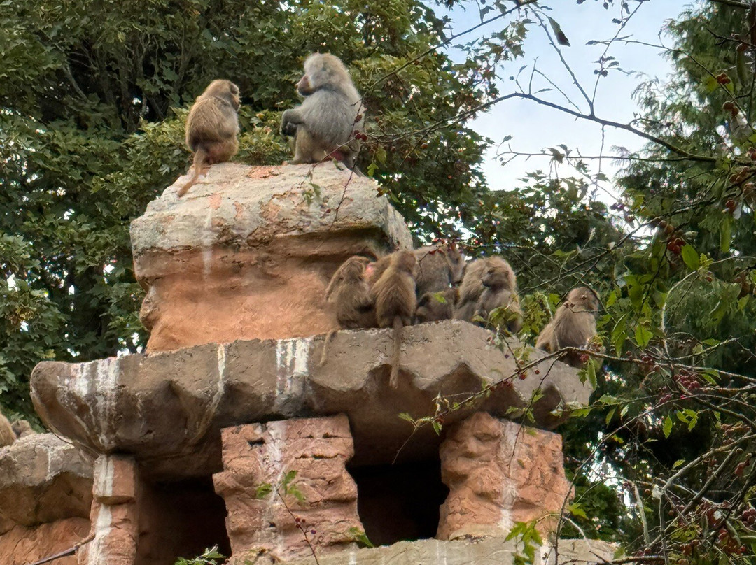 Paignton Zoo Environmental Park-佩恩顿必去景点