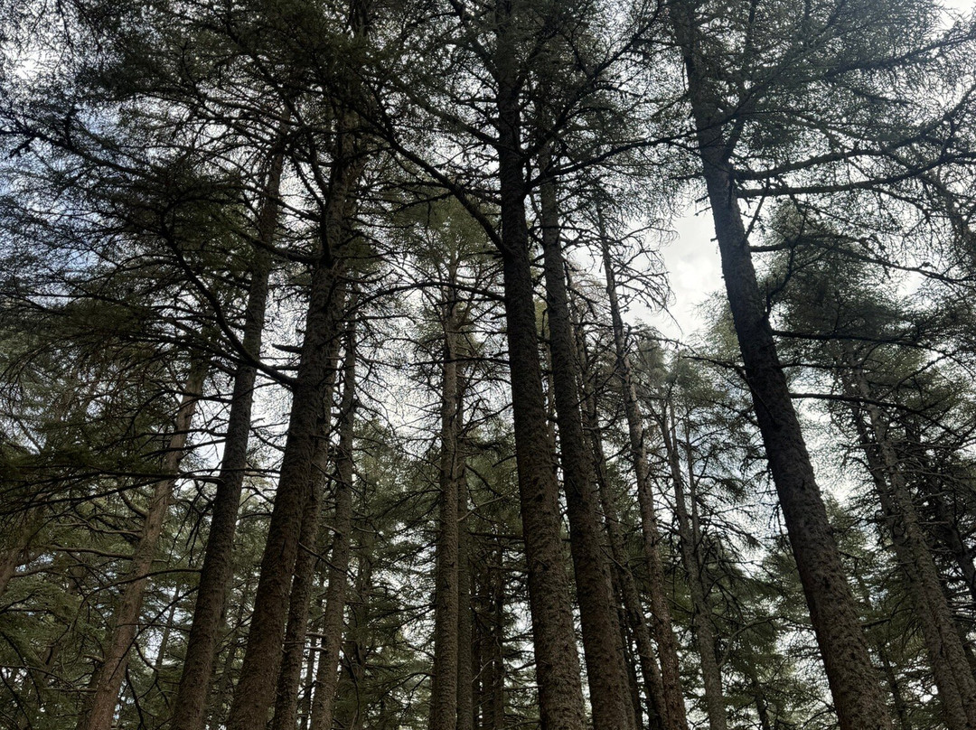 Saleh Boudaoud Official Guide-Azrou必去景点