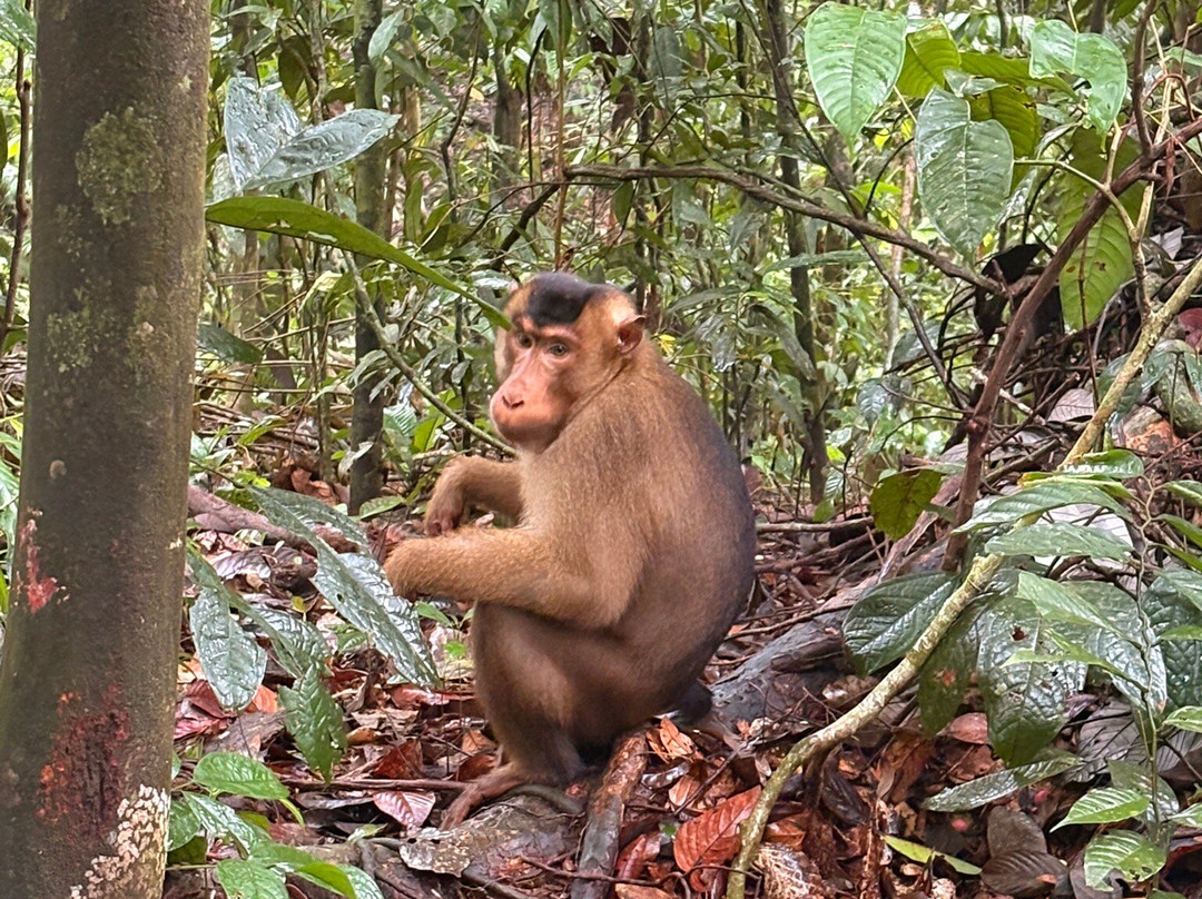 Bukit Lawang Trekking-武吉拉旺必去景点