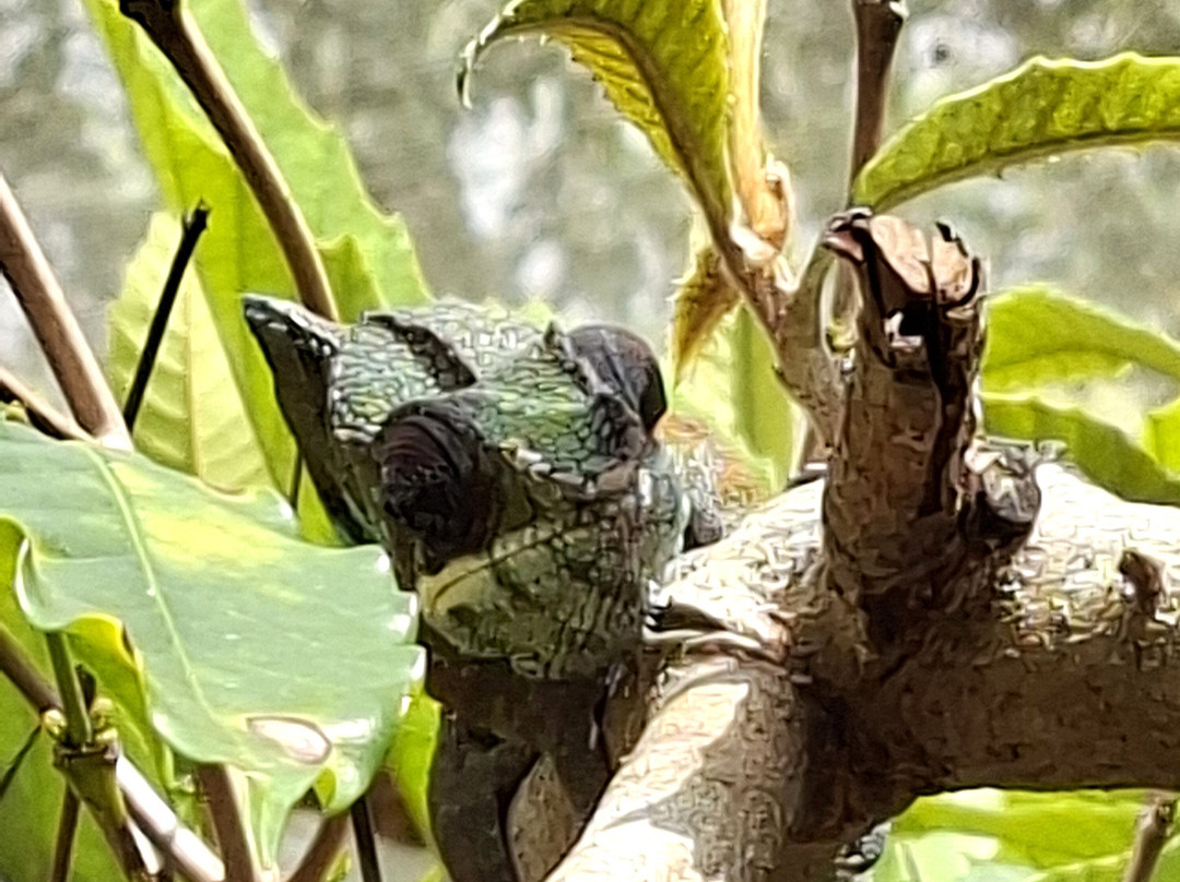 Reserve Peyrieras Madagascar Exotic-Marozevo必去景点