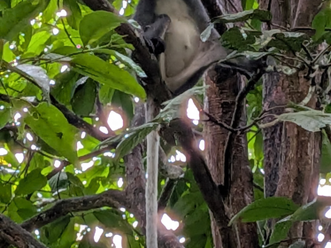 Sumatra Orangutan Tours-武吉拉旺必去景点