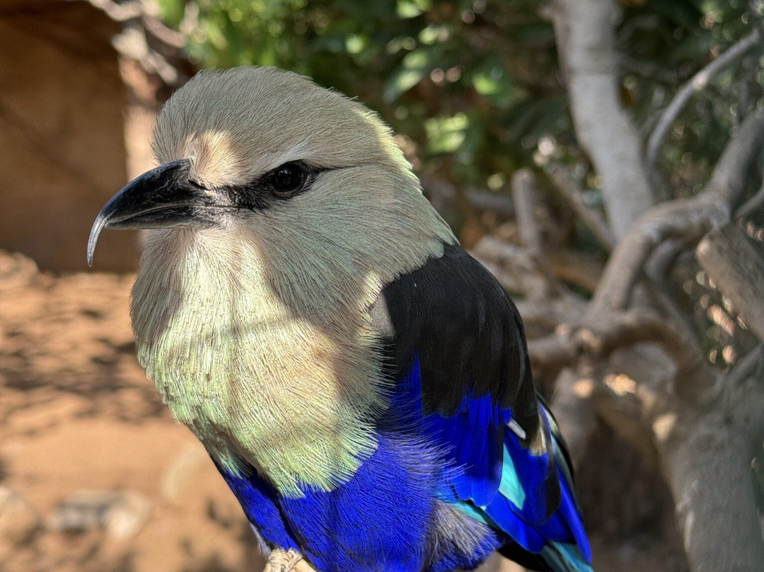 Attica Zoological Park-斯巴达必去景点