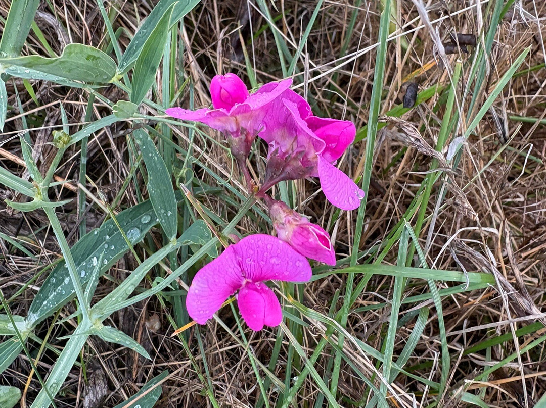 Boundary Bay Regional Park-Delta必去景点