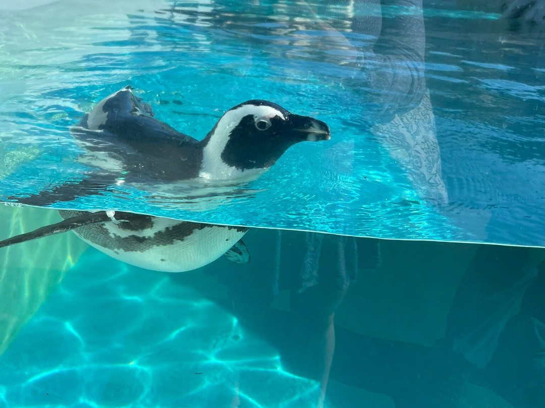 Mystic Aquarium-神秘河必去景点