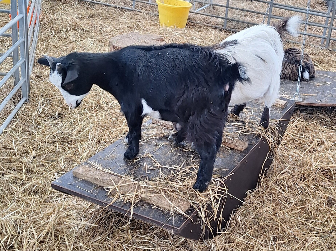 Dalscone Farm Fun-邓弗里斯必去景点