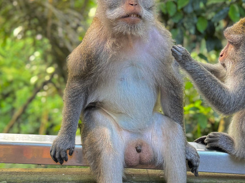 Bali Holiday Trans-吉安雅必去景点