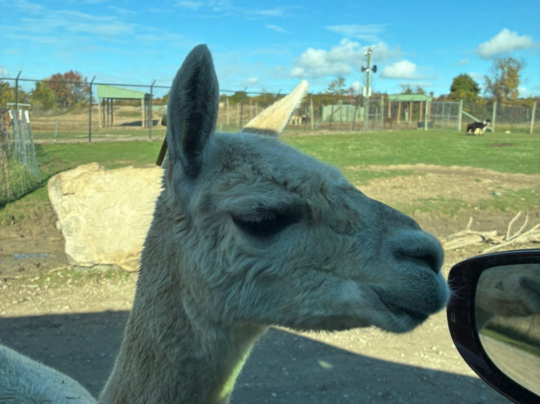 African Safari Wildlife Park-克林顿港必去景点