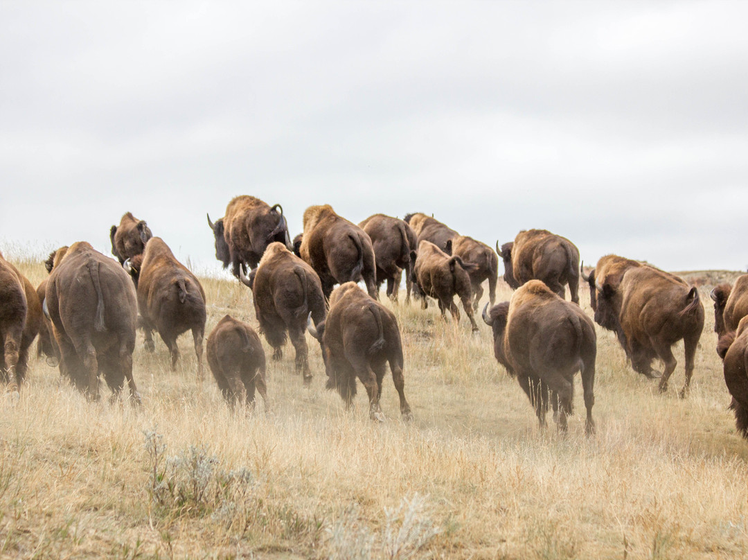 Theodore Roosevelt National Park-Medora必去景点