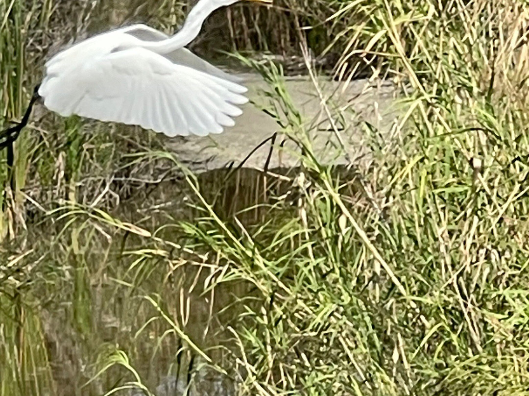 Wooten's Everglades Airboat Tour-奥乔皮必去景点