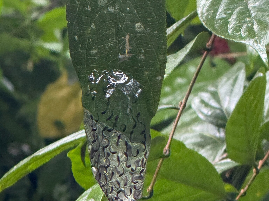 Sebastians unique tours costa Rica-Playa Panama必去景点