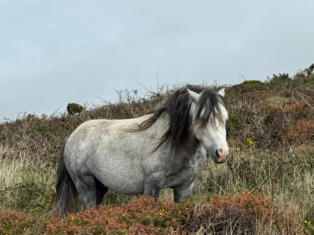 Anglesey And Wales Walking Holidays-Menai Bridge必去景点