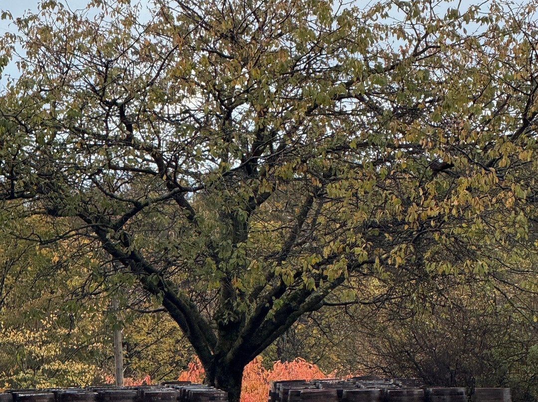 The Benriach Distillery-埃尔金必去景点