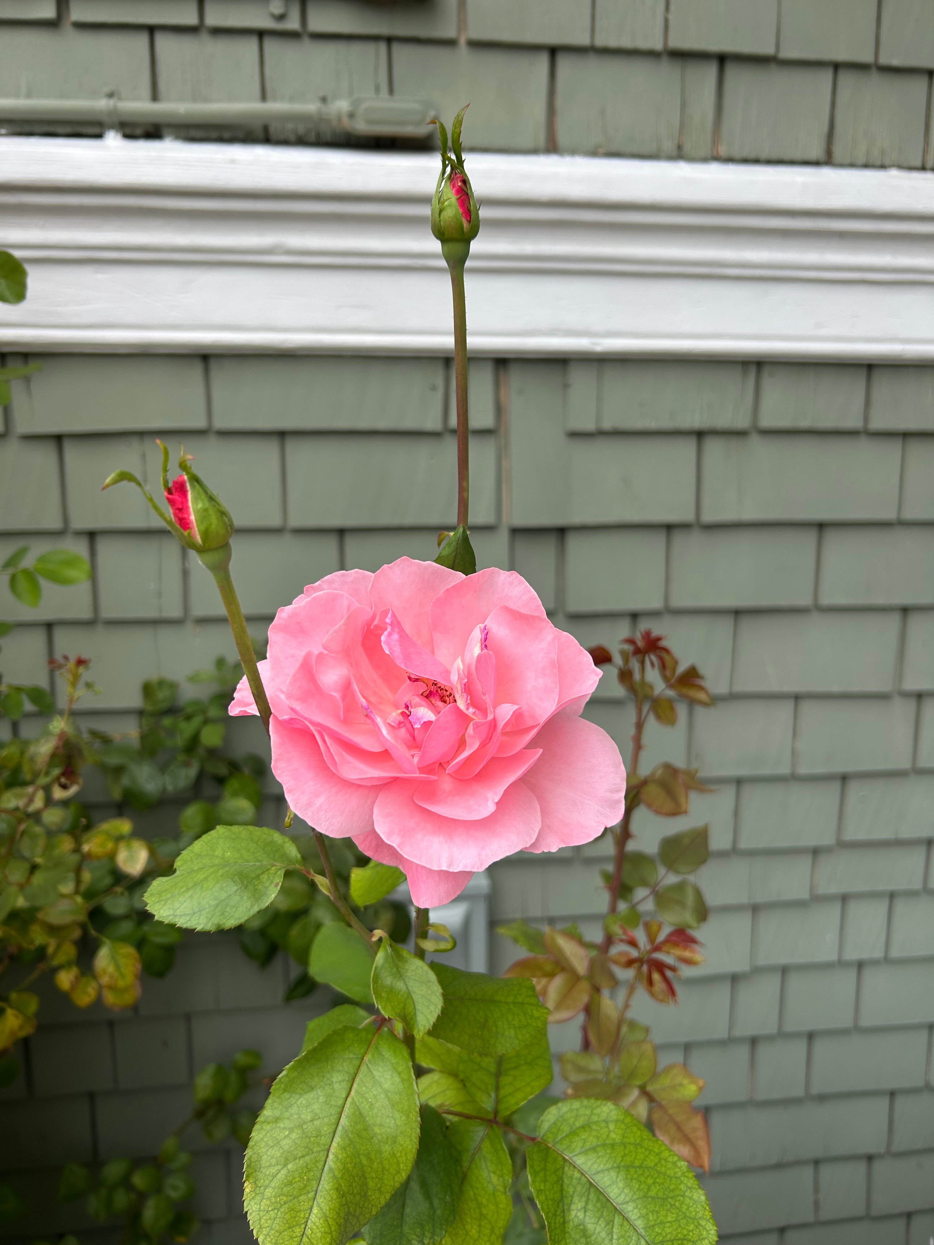 1801 第一酒店-官方