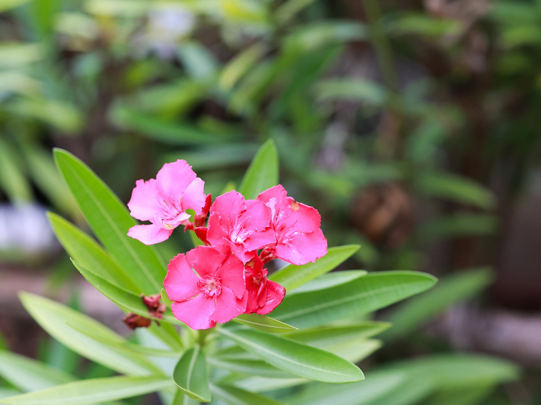 Pension Poerani Nui主图