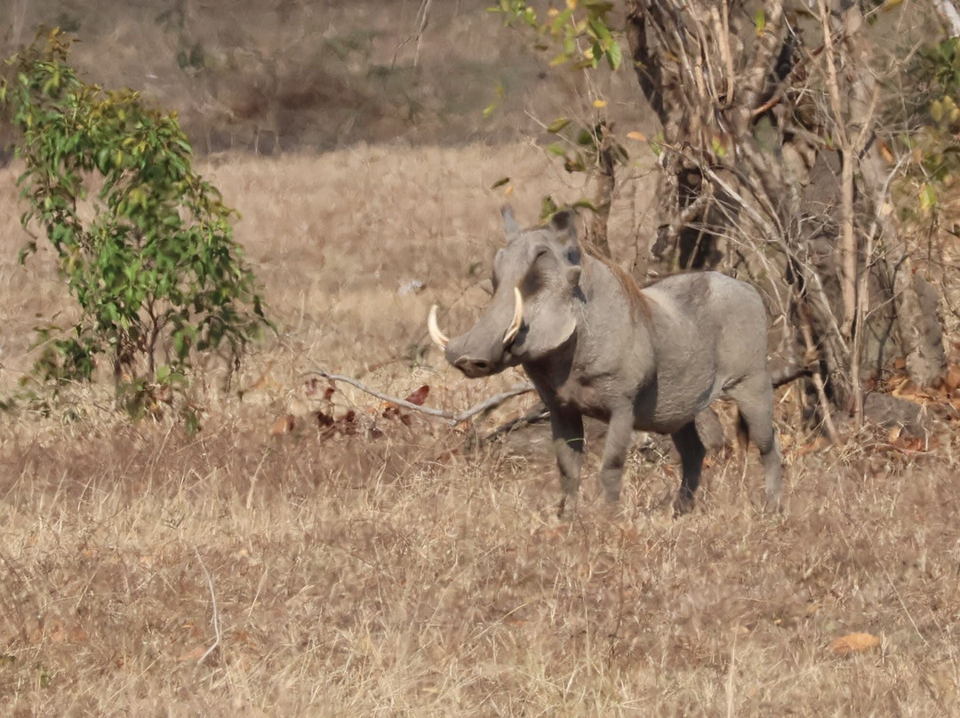 Msafiri Travels-Dar es Salaam必去景点
