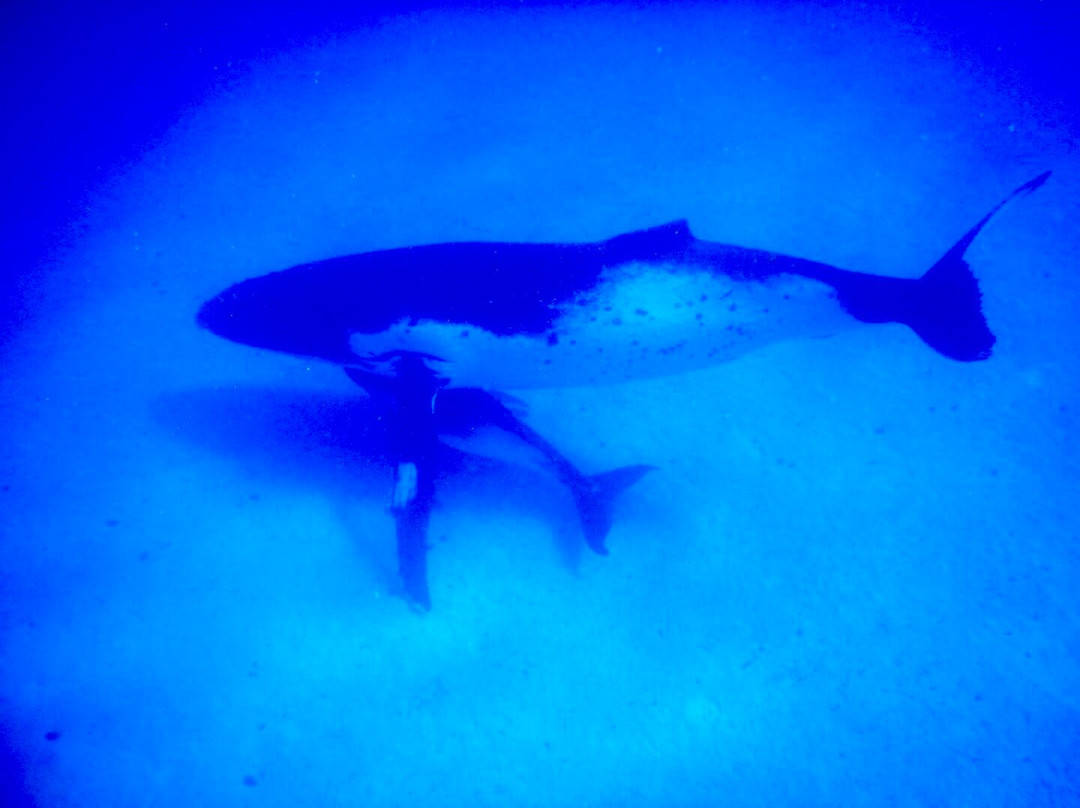 Majestic Whale Encounters-Foa Island必去景点