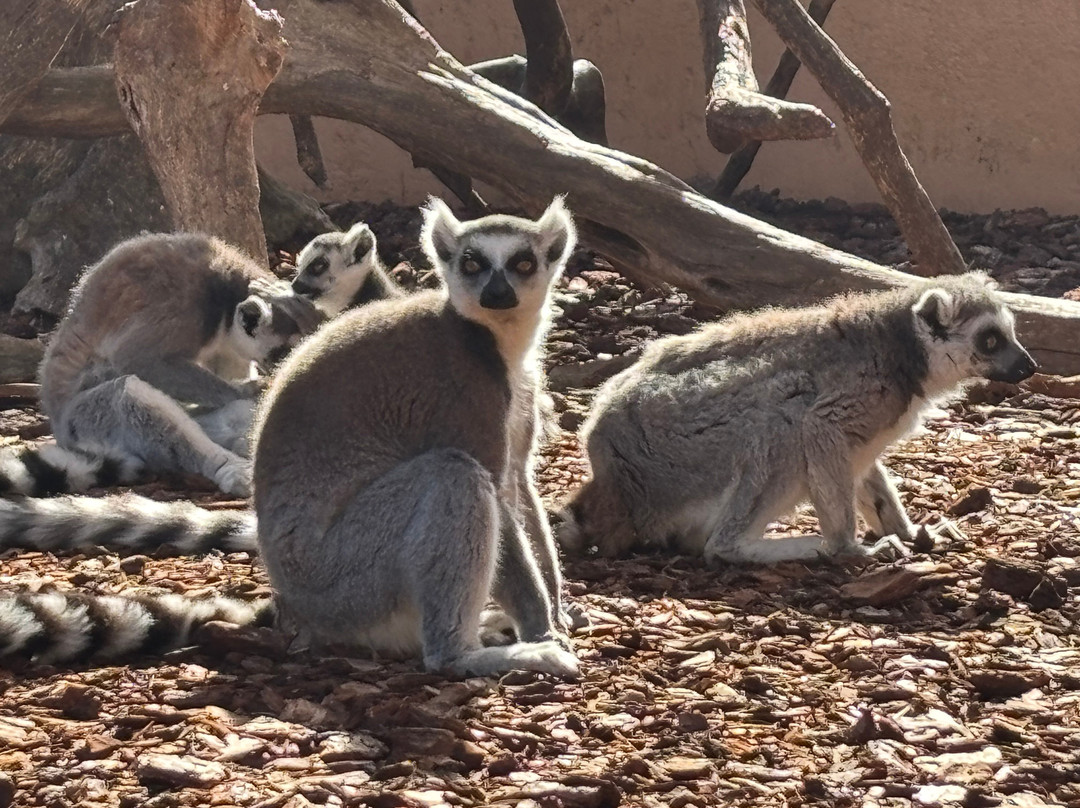Safari Zoo Mallorca-萨可马必去景点
