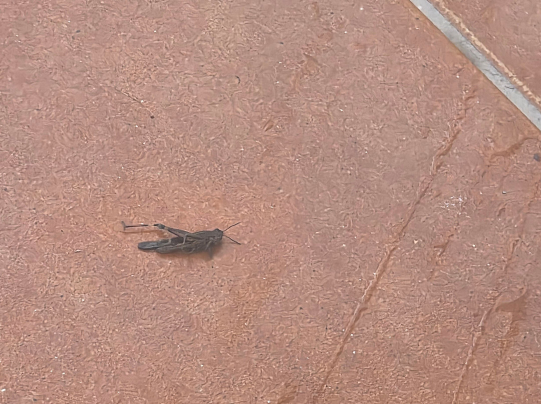 Roseira Beach Resort主图