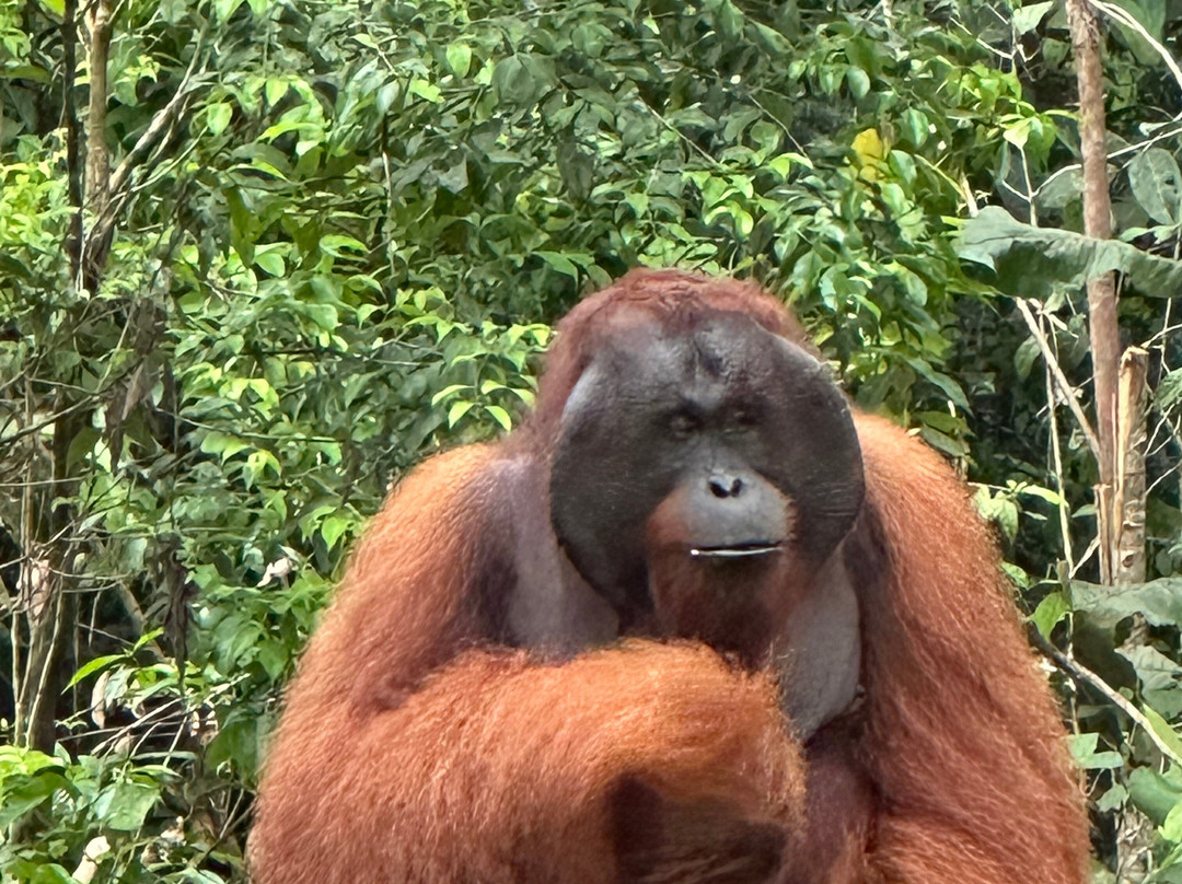 Toris Orangutan Tour-Kumai必去景点