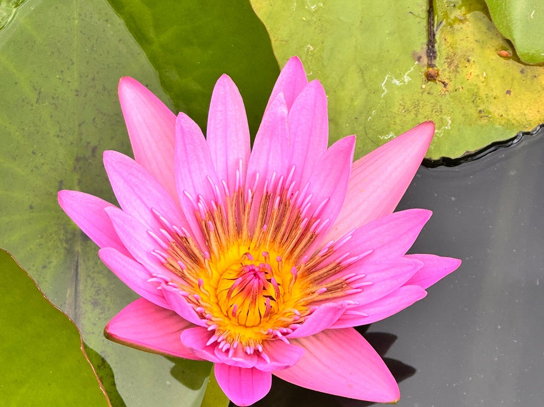 San Taxi-里维耶尔迪朗帕必去景点