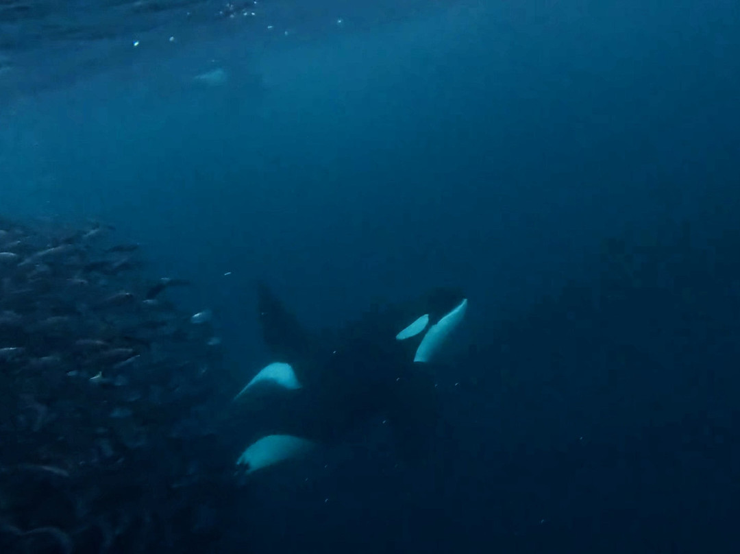 Lofoten Opplevelser-霍宁斯沃格必去景点