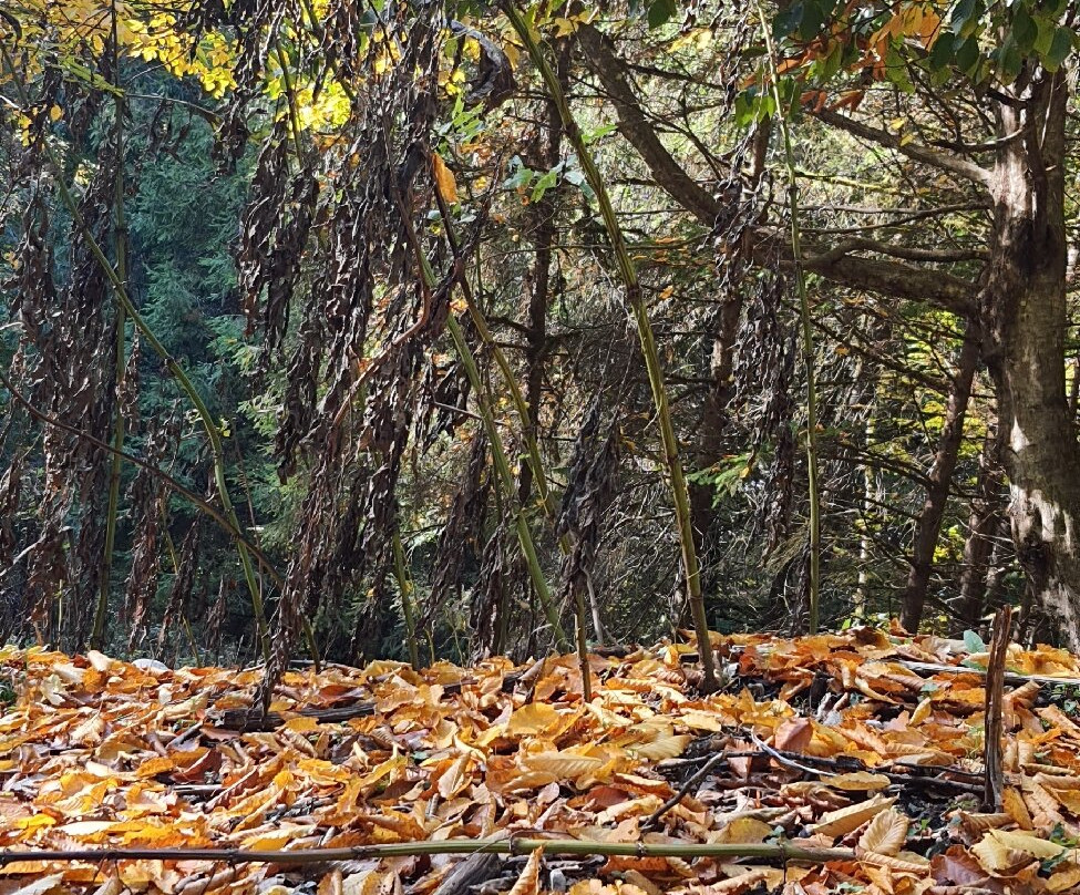 Mersisi Forest (sangdeh forest)-Sari必去景点