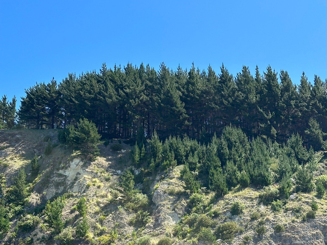 Waipatiki Beach-纳皮尔必去景点