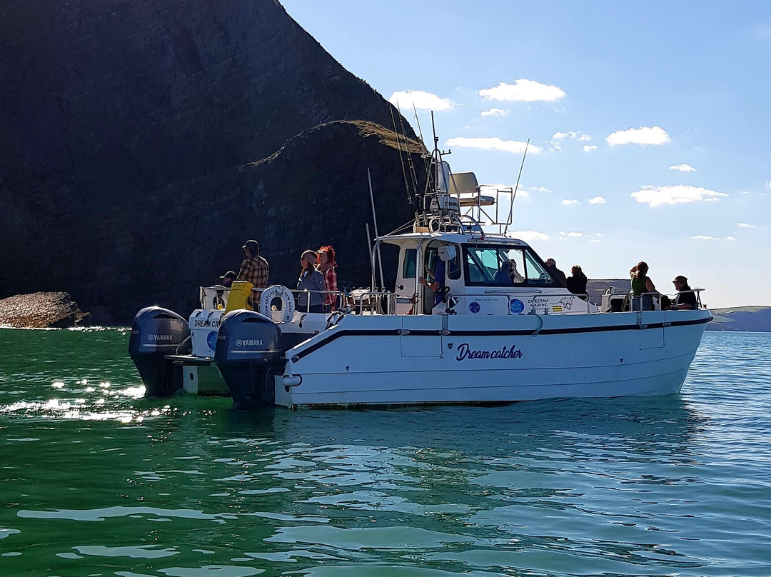 Dolphin Spotting Boat Trips (by New Quay Boat Trips)-纽基必去景点