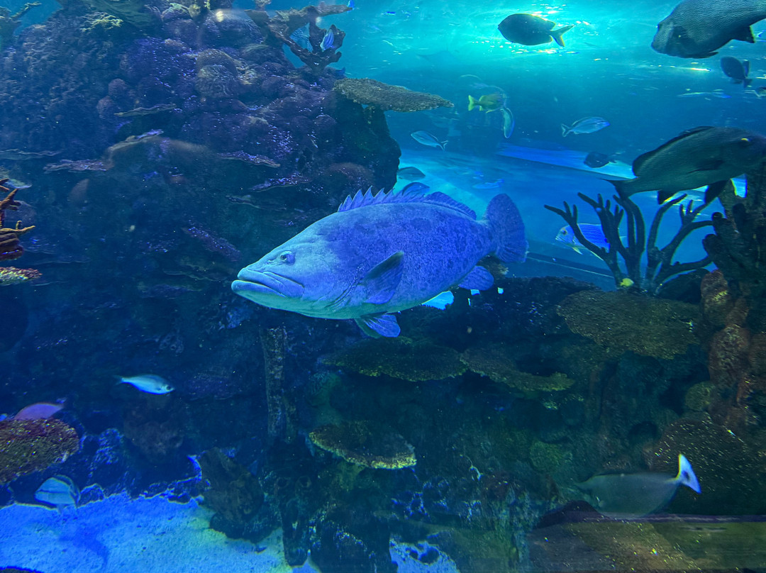 Aquarium At The Boardwalk-布兰森必去景点