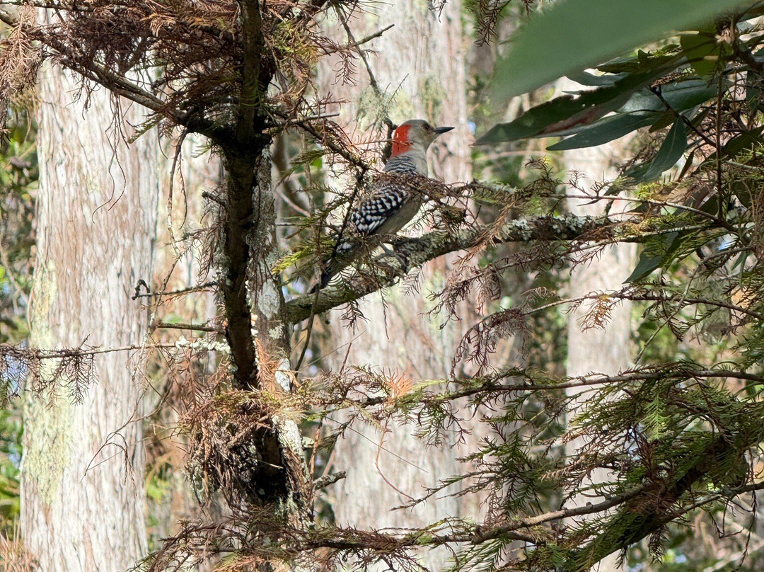螺旋沼泽鸟兽禁猎区-那不勒斯必去景点