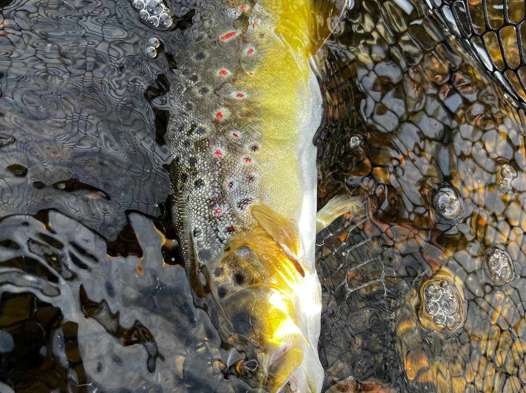 Minturn Anglers Fly Fishing-韦尔必去景点