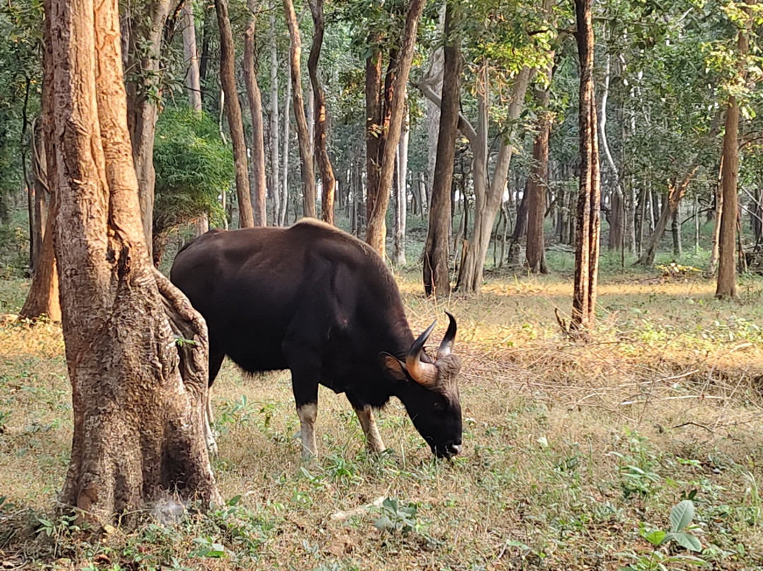 Debrigarh Wildlife Sanctuary-Sambalpur必去景点