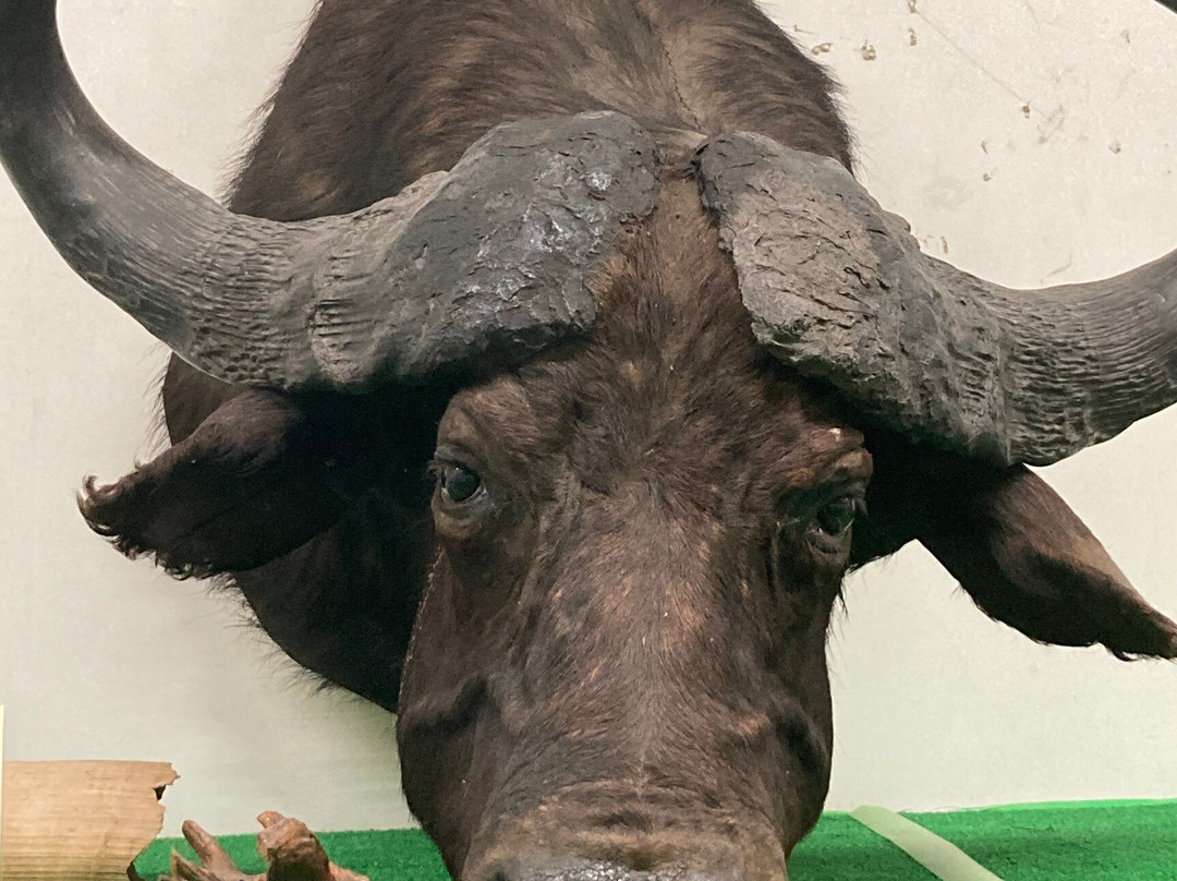 Tsuyama Nature & Mystery Museum-津山市必去景点