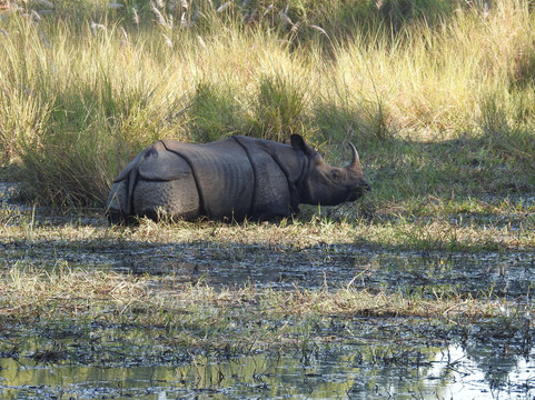 Silent Adventure Chitwan-苏拉哈必去景点