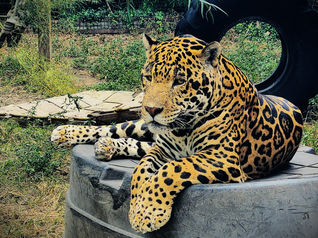 The Texas Zoo-维多利亚必去景点