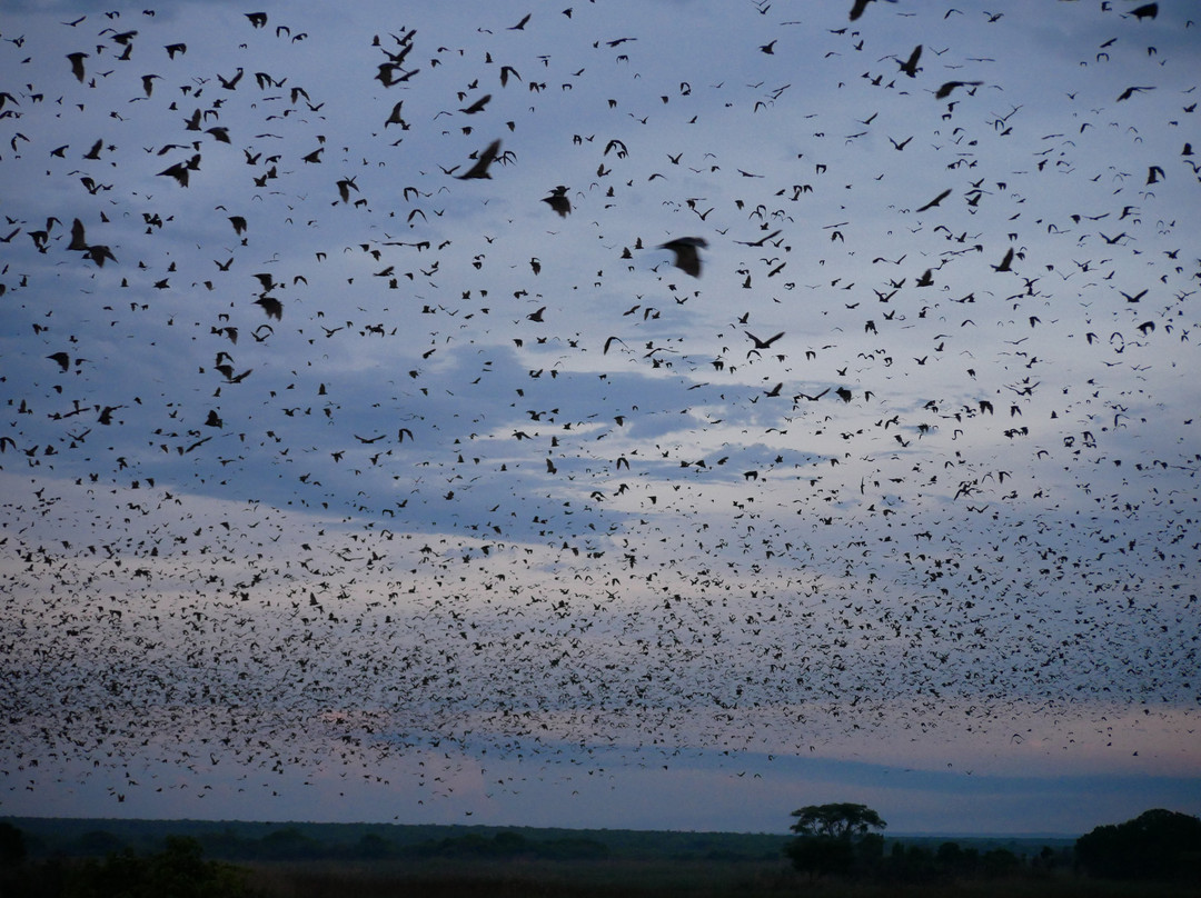 Zamsato - Zambia Safaris & Adventours-李文斯顿必去景点