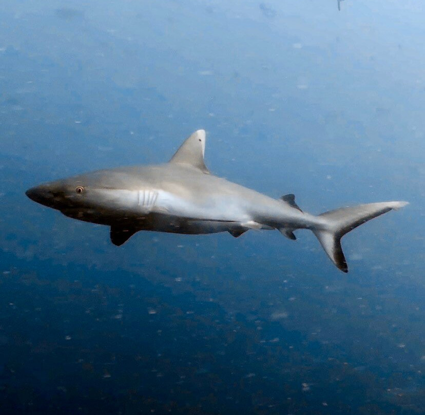 DivePoint Rannalhi-绚丽岛必去景点