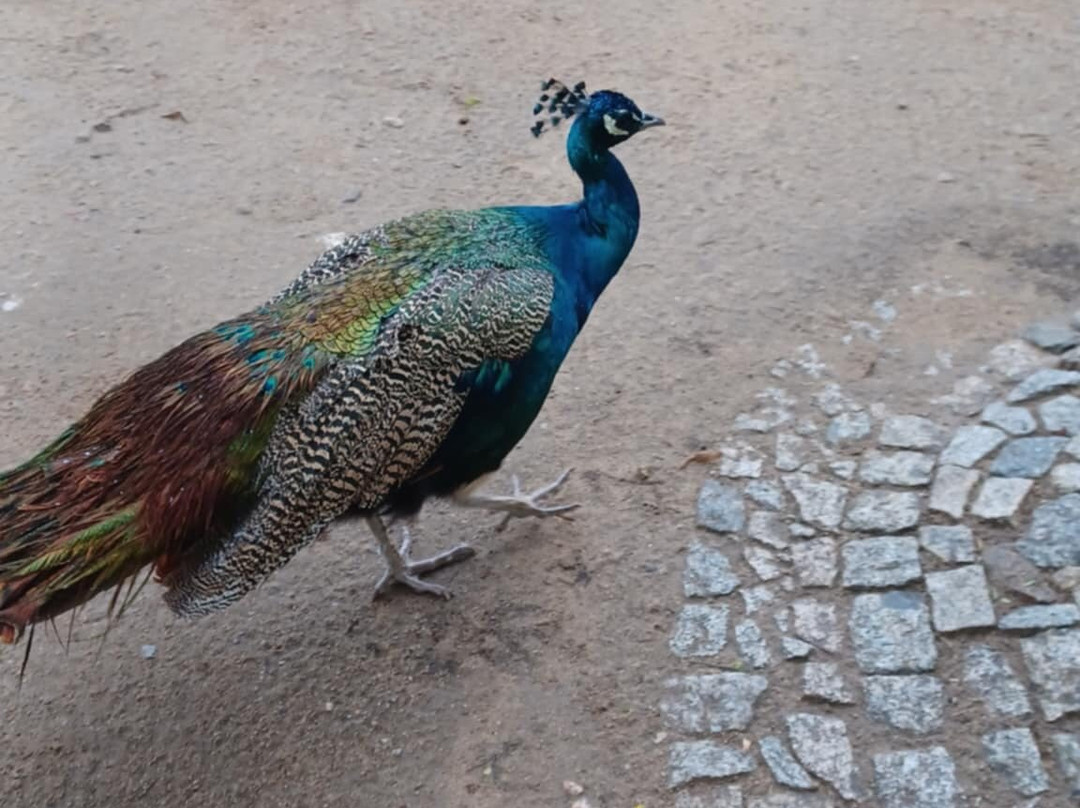 Évora Public Garden-埃武拉必去景点