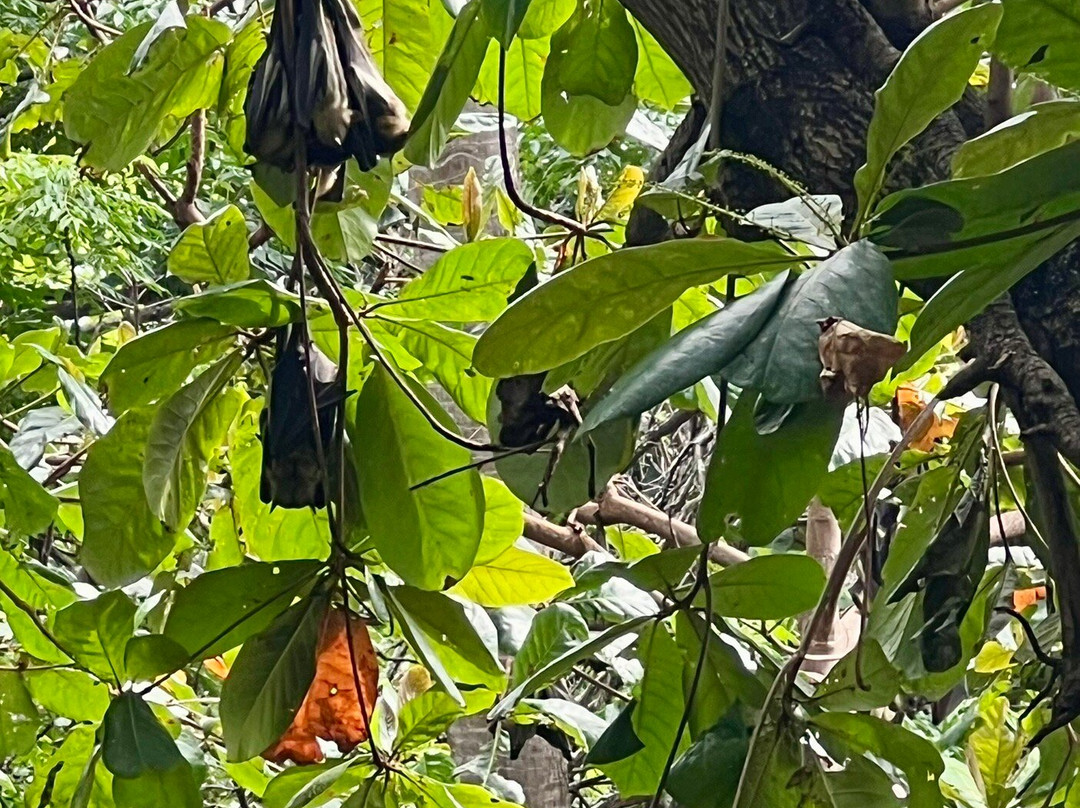 Tunduru Botanical Gardens-马布多必去景点