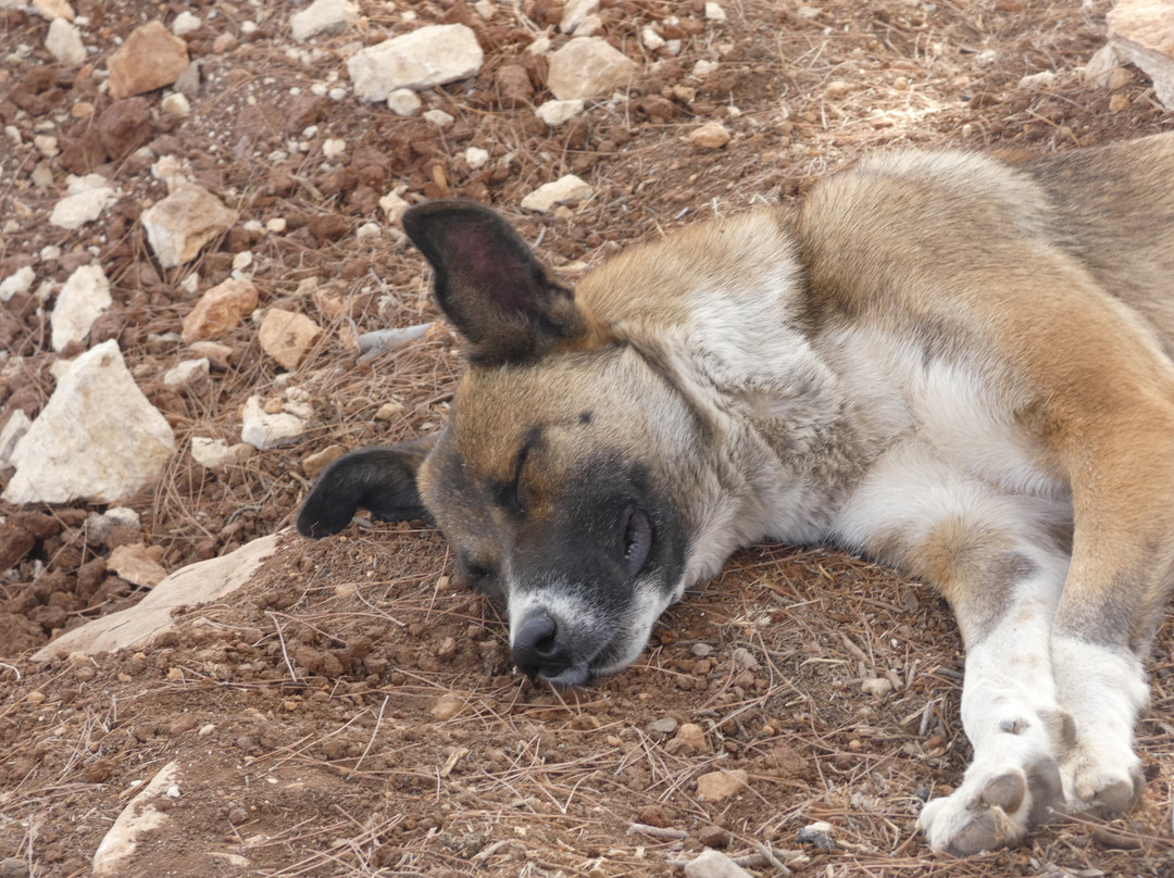 Al Rabee Society For Nature And Animal Protection-亚喀巴必去景点