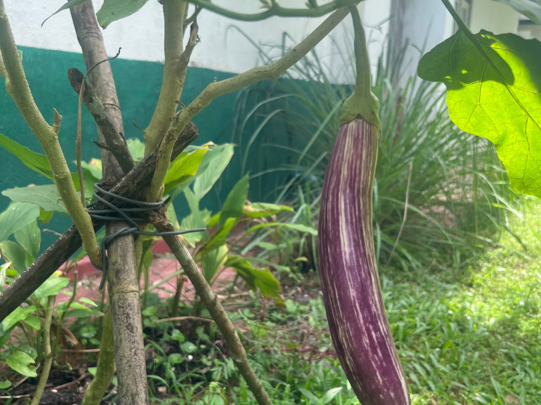 Chintha's Cooking Lessons Hikkaduwa-希克杜沃必去景点