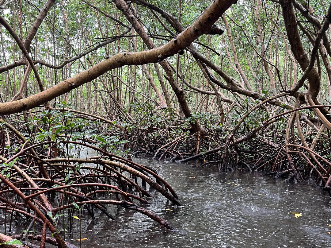 Yalodé Kayak Canyon Bain De Forêt-瓜德罗普岛必去景点