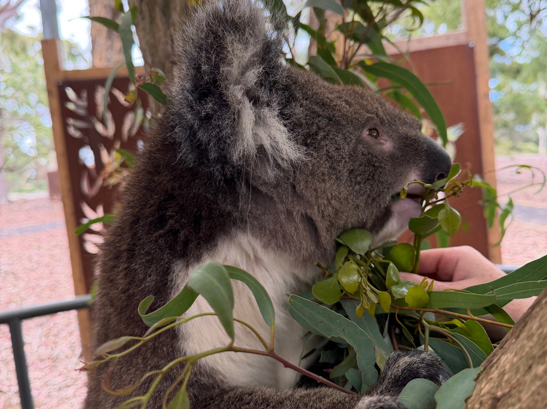 Cleland Wildlife Park-Crafers必去景点
