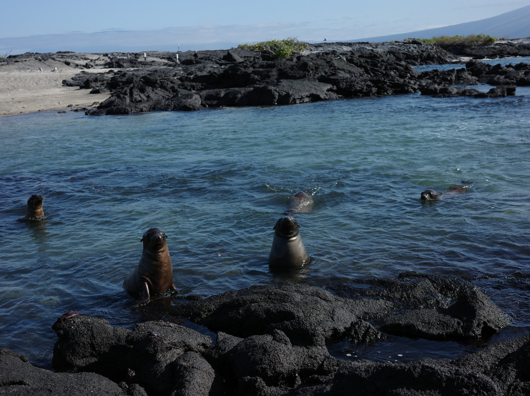 Rolf Wittmer & Tip Top Travel - Galapagos Cruises-阿约拉港必去景点